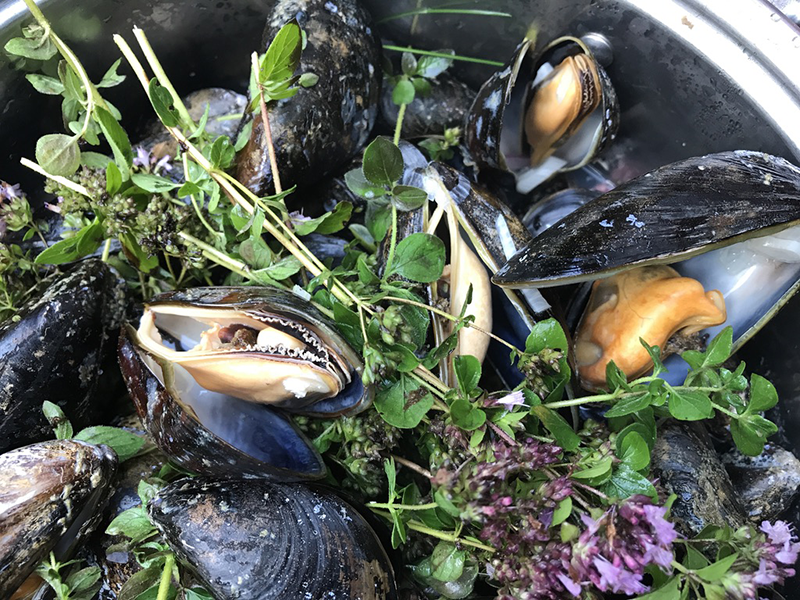 mussels